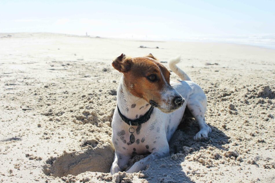 Ein Hund, der im Urlaub am sonnigen Strand ein Loch in den Sand buddelt