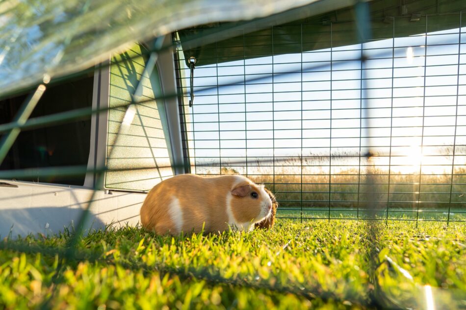 Ein Meerschweinchen im Auslauf des Omlet Eglu Go Meerschweinchenstalls
