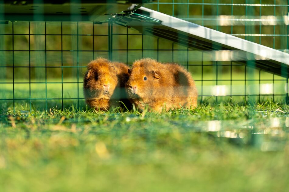 Zwei Meerschweinchen im Omlet Zippi Meerschweinchenlaufstall