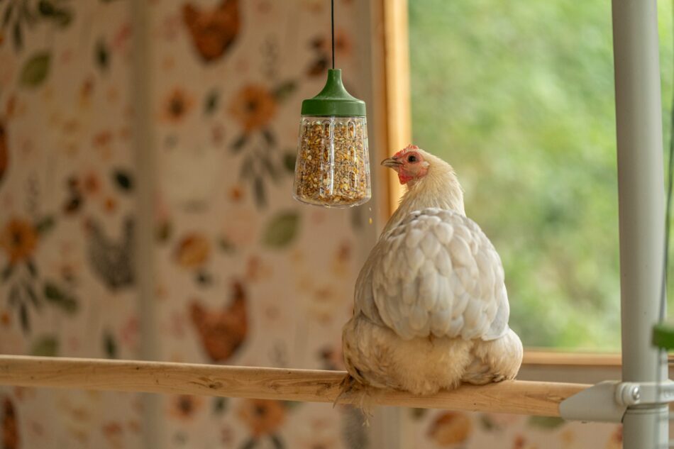 Ein Huhn sitzt auf einer Omlet PoleTree-Hühnerstange und pickt am Pickspielzeug