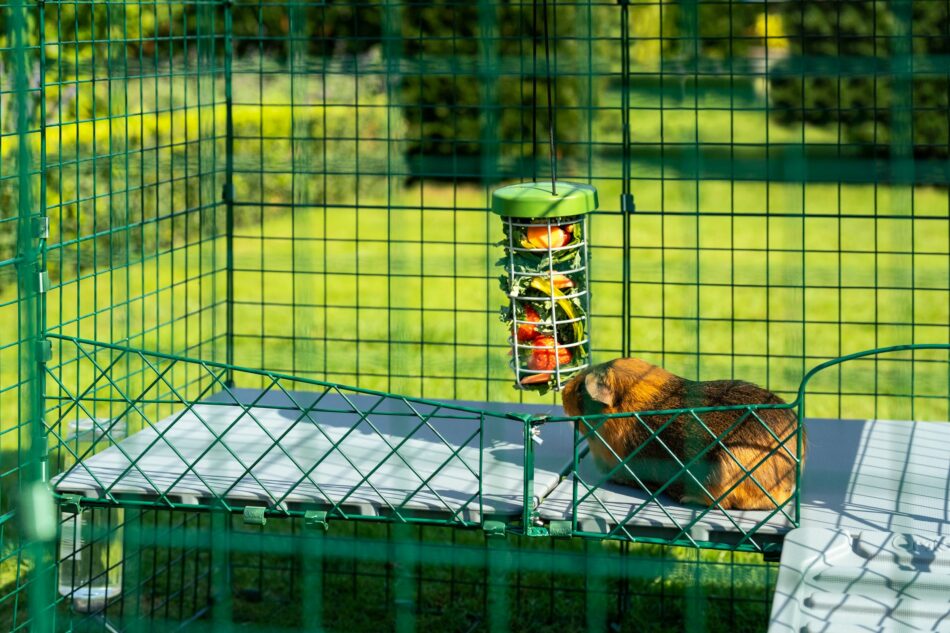 Ein Meerschweinchen bedient sich am Caddi Futterkorb