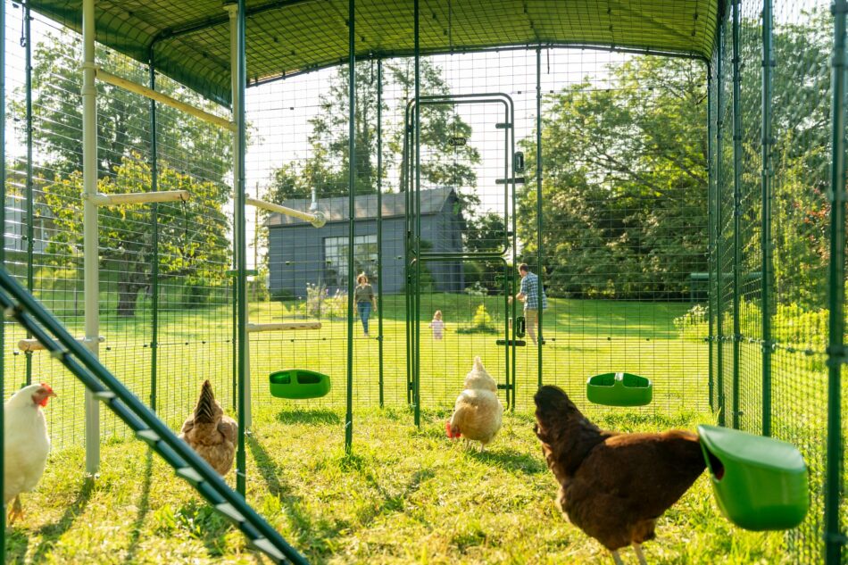 Walk In Gehege mit Hühnern und Hühnerzubehör