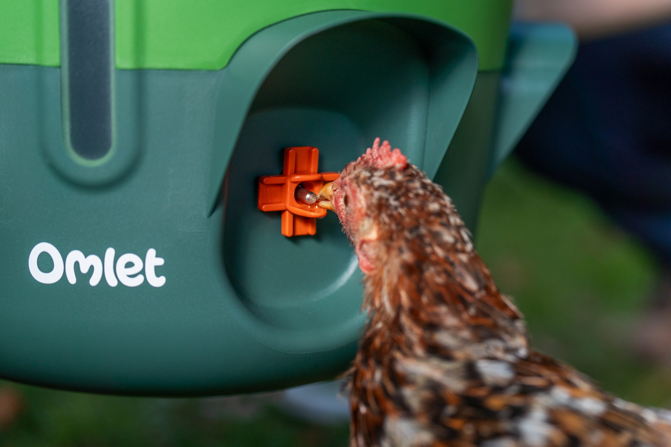 Ein Huhn pickt am Trinknippel