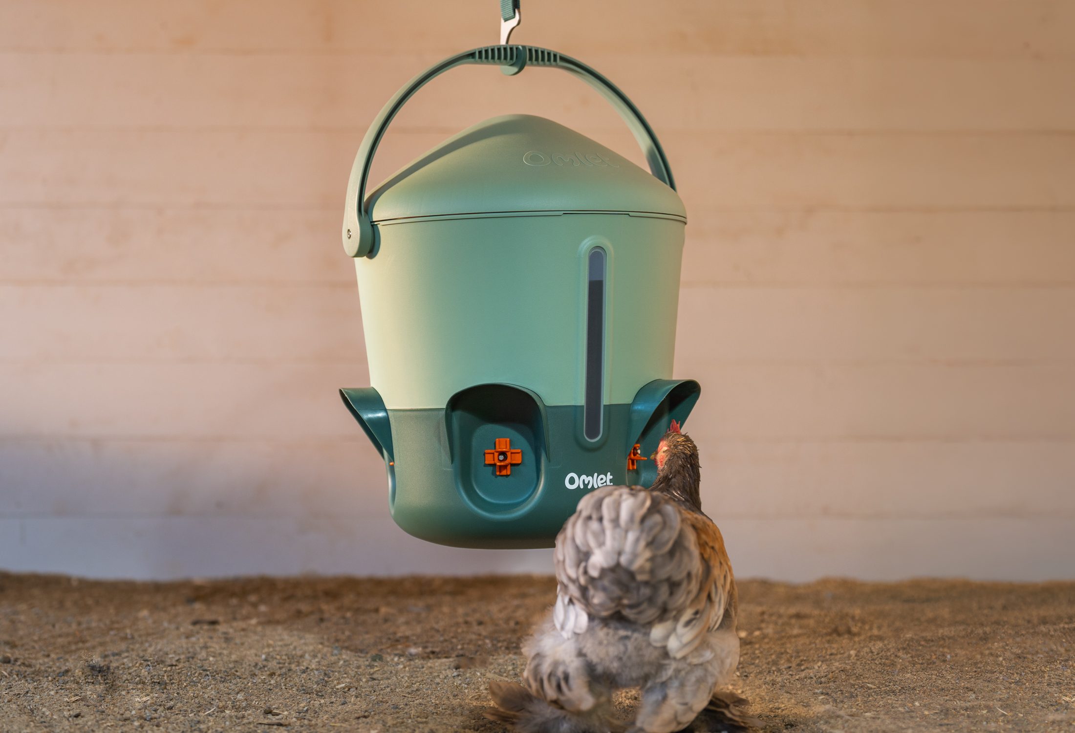 Ein Huhn trinkt von einem aufgehängten Wasserspender mit Trinknippeln