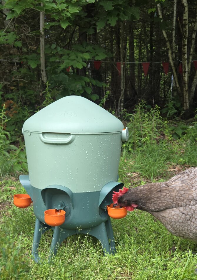 Ein Huhn trinkt aus Omlets Wasserspender