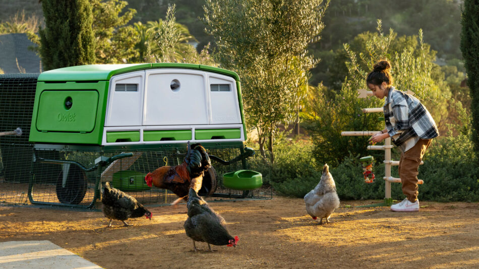 Der Omlet Eglu Pro mit Hühnern, die picken und scharren, und einem Mädchen, das sie füttert