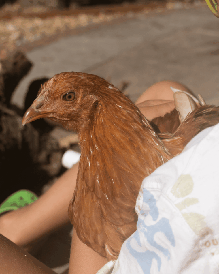Ein Huhn auf dem Arm
