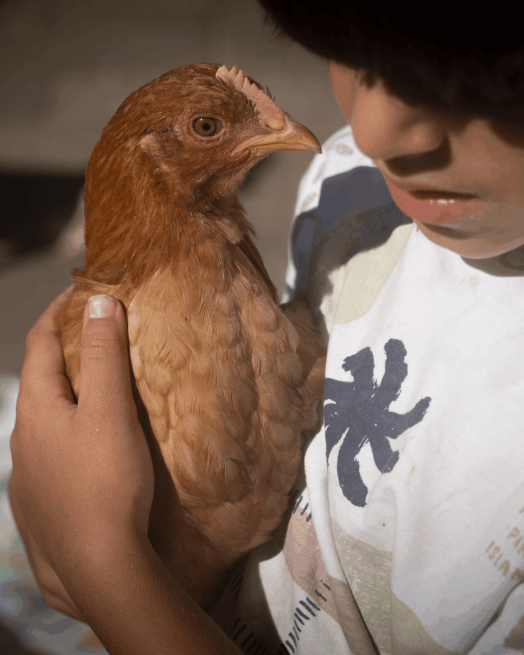 Ein Huhn auf dem Arm eines Kindes