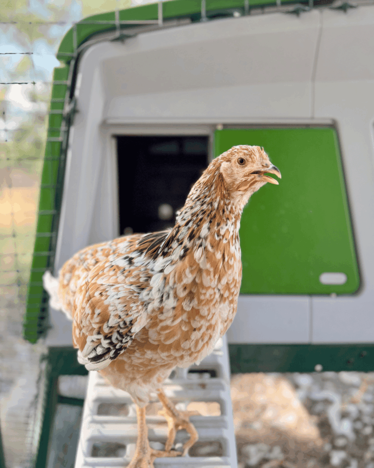 Ein Huhn auf der Eglu Pro-Leiter