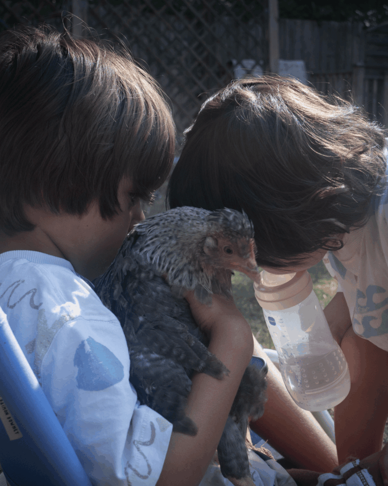 Ein Huhn mit zwei Kindern