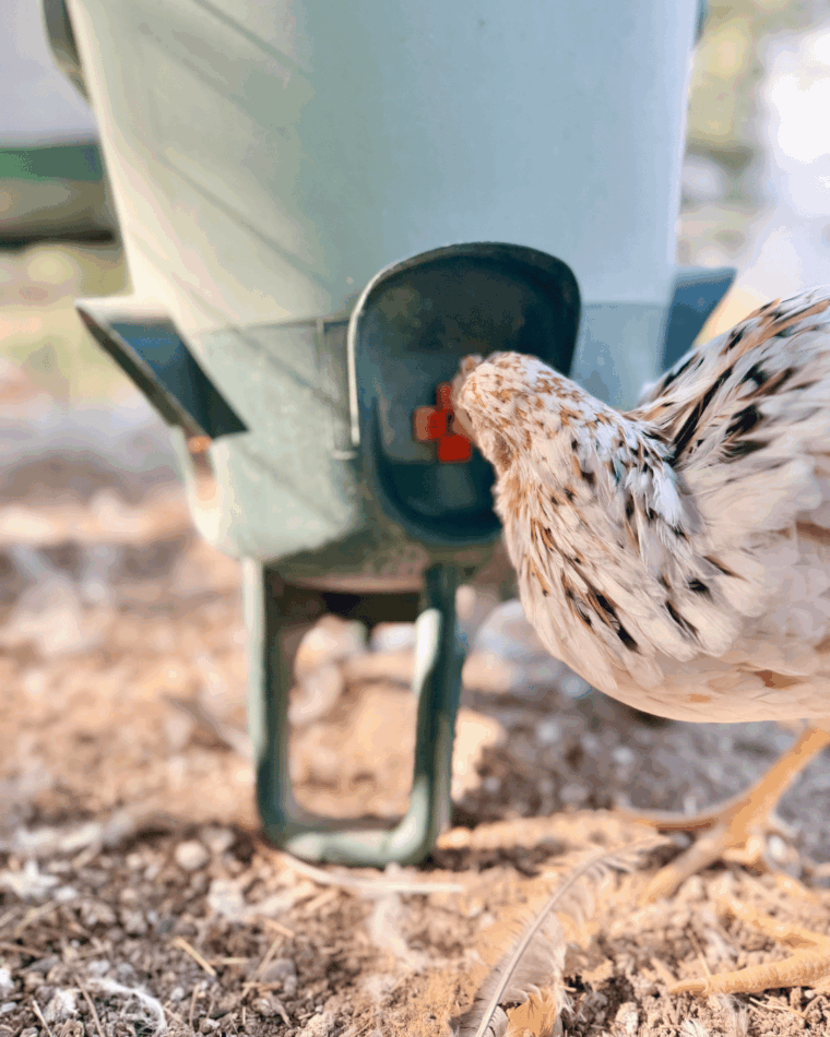 Ein Huhn trinkt aus dem Omlet Wasserspender