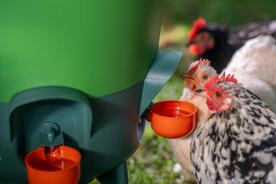 Hühner trinken aus dem Omlet Wasserspender mit Trinkschalen