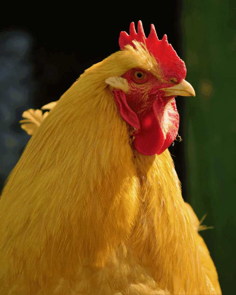 Nahaufnahme einer Buff Orpington