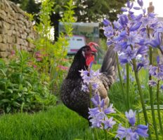 Ein Huhn steht neben einer lila Frühlingsblume