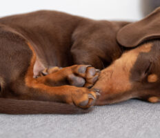 Verschiedene Schlafpositionen von Hunden und ihre Bedeutung