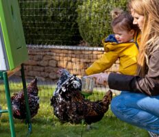 Ein Mädchen und seine Mutter beim Spielen mit Hühnern im Auslauf des Omlet Eglu Cube Hühnerstalls