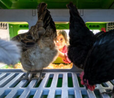 Ein Mädchen schaut nach ihren Hühnern im Eglu Pro